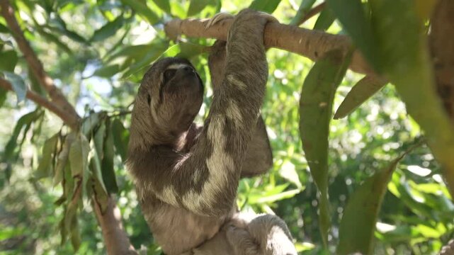 A sloth hanging on a tree branch