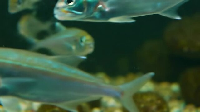 School of colorful fish underwater