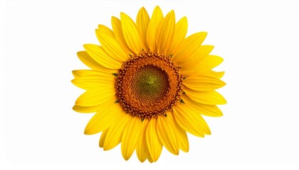 sunflower isolated on white background