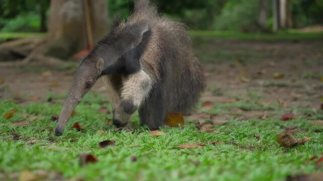 An anteater foraging in a lush green forest