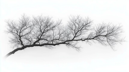 Obraz premium A delicate, leafless tree branch extends horizontally against a stark white background, emphasizing its intricate, bare twigs and minimalist beauty.