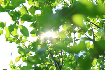 Sunlight filtering in through the leaves of a tree