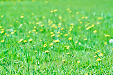 静寂の境界 - 緑が織りなす.大地の息吹