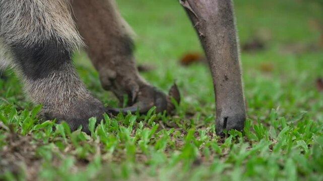 An anteater foraging on a grassy field