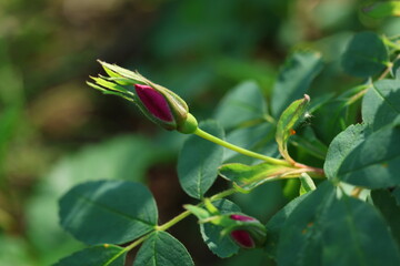 Rose bud in sunlight with bokeh background