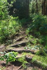 Worn trail through the woods