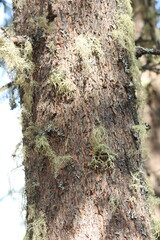 Close up of growth on a tree