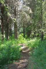 Walking path winding through forest
