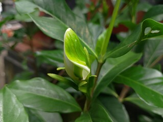 The jempiring flower, or kacapiring, with the scientific name Gardenia Augusta, has fragrant white flowers and dark green leaves. The flower buds are just beginning to open.