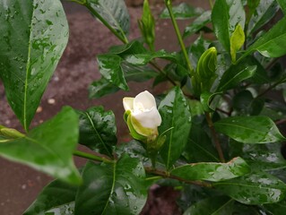 The jempiring flower, or kacapiring, with the scientific name Gardenia Augusta, has fragrant white...