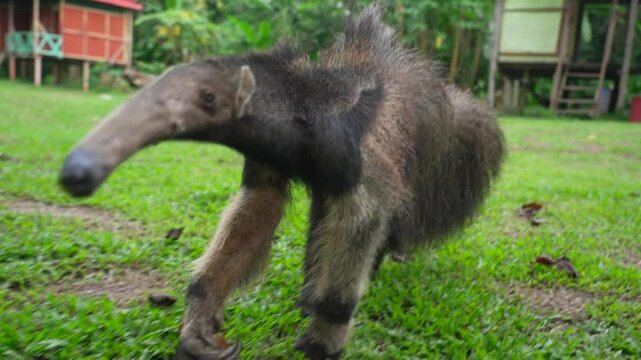 An anteater exploring a grassy area