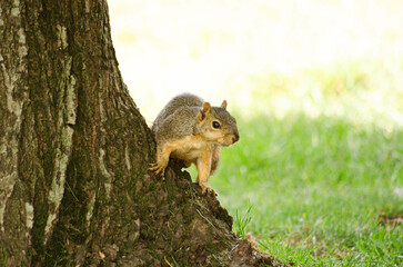 Curious Squirrel on a Tree Trunk