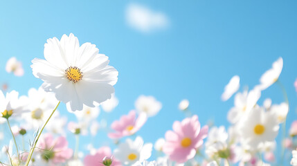 A vibrant field of flowers under a clear blue sky, showcasing the beauty and color of nature in full bloom.