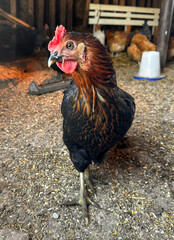 free range chicken in Western Kansas