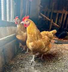 free range chickens in Western Kansas