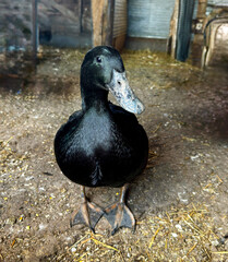 Farm duck