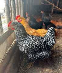 free range chickens in Western Kansas
