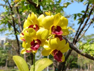 Yellow orchid flowers under sunlight
