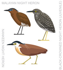 Obraz premium Bird Night Heron Asian Set Cartoon Vector
