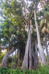 Huge Moreton Bay fig or Australian banyan (Ficus macrophylla) in botanical garden in Puerto de la Cruz on Tenerife island, Canary islands, Spain
