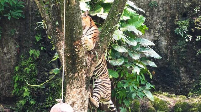 Tiger Climbing Tree in Jungle Environment Daylight
