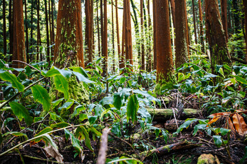 Sao Miguel Azores Portugal Peaceful Moss-Covered Pine Forest with Sunlight Filtering Through Trees...