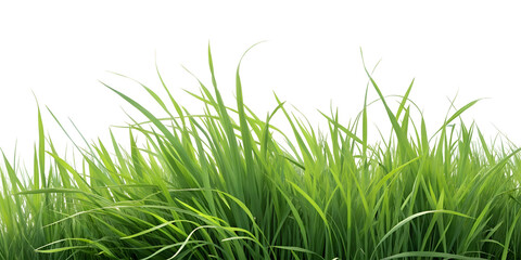 Obraz premium green grass blades close up