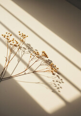 Dried Plant Branch with Strong Shadows on Beige