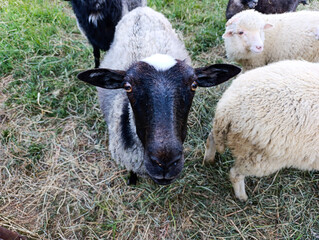 A group of sheep standing on top of a lush green field