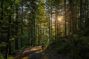 Sonnenaufgang im Wald