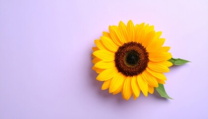 Fototapeta premium Bright yellow sunflowers blossom beautifully on a purple background