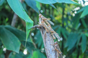 Sumba, Indonesia – 06. 12. 2017 –  Migratoria locusts are invading vegetable gardens of residents in Waingapu city, with many getting trapped in garden fences made of fishing nets 