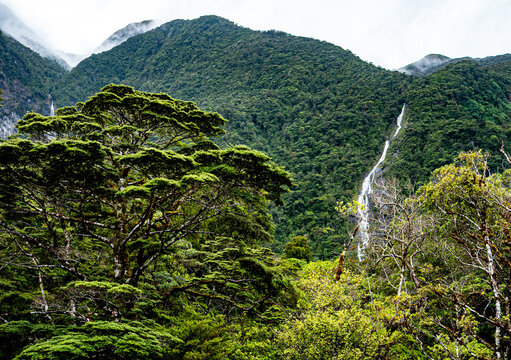 new zealand bush forest fiordland park green lush trees waterfalls majestic landscape hills mountains