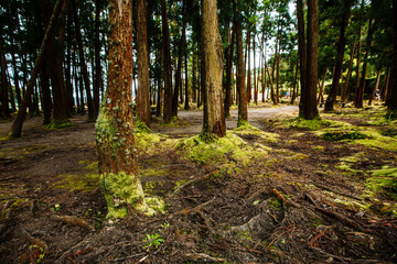 Sao Miguel Azores Portugal
