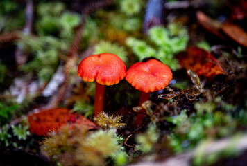 small tiny plant life macro details close up flower leaf green mushroom
