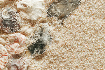 Collection of seashells scattered on fine sand, minimal nature pattern at soft sunlight, natural oceanic and summer textures, beach mood and sea style background, summer relaxation, harmony