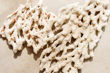 White piece of coral with sun shadow at sunlight, nature above view photo of textures corals on light beige pink concrete, minimal monochrome background with copy space pastel color