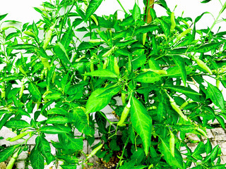 Close-Up of Green Chili Pepper Plant with Fresh Leaves and Growing Peppers