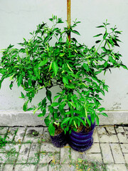 Chili Pepper Plant Growing in Plastic Pots Against Wall Background