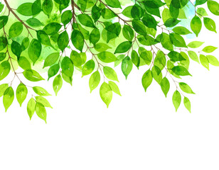 green leaves background