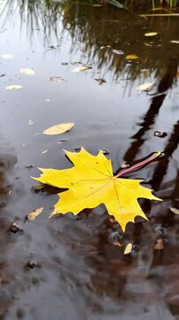 yellow maple leaf splashing in autumn rain puddle