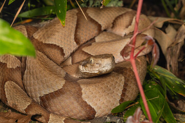 close up of copperhead snake