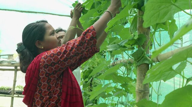 Nepali woman reaching up to tend climbing vegetable vines in a local greenhouse.