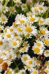 Close up of daisy flowers on a sunny day in nature, summer background. Meadow flowers.