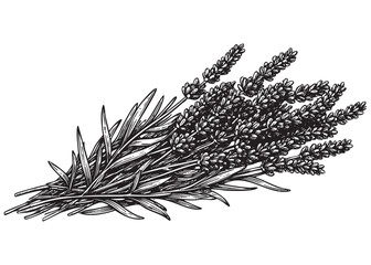 lavender leaf engraving vector style © trianatio