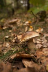 Fototapeta premium Surface level of mushroom growing on field