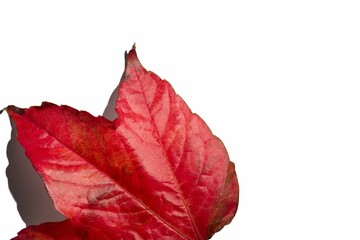 Close-up of red autumn leaf
