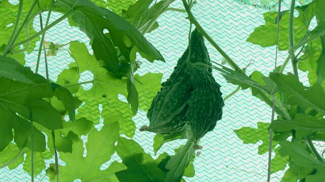 Close up view of fresh green bitter gourds hanging from a climbing vine inside a shade net greenhouse in Nepal