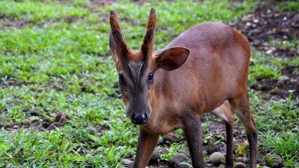 Alert Deer Standing in Grassy Clearing Looking Towards Camera