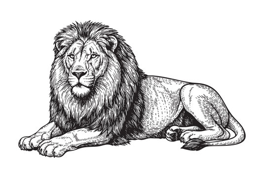 wild king lion lying down engraving vector style